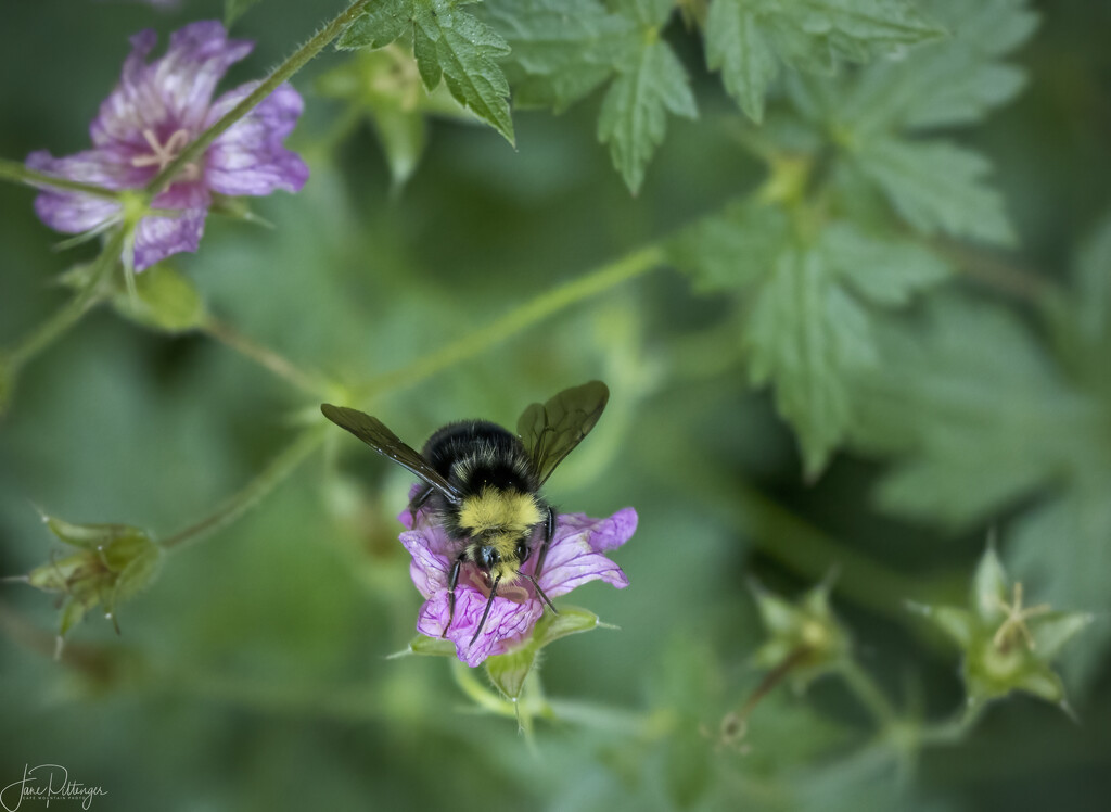 Bee on Wild Geranium  by jgpittenger
