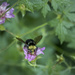 Bee on Wild Geranium  by jgpittenger
