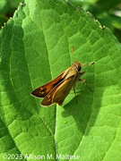 26th Aug 2023 - Little Skipper