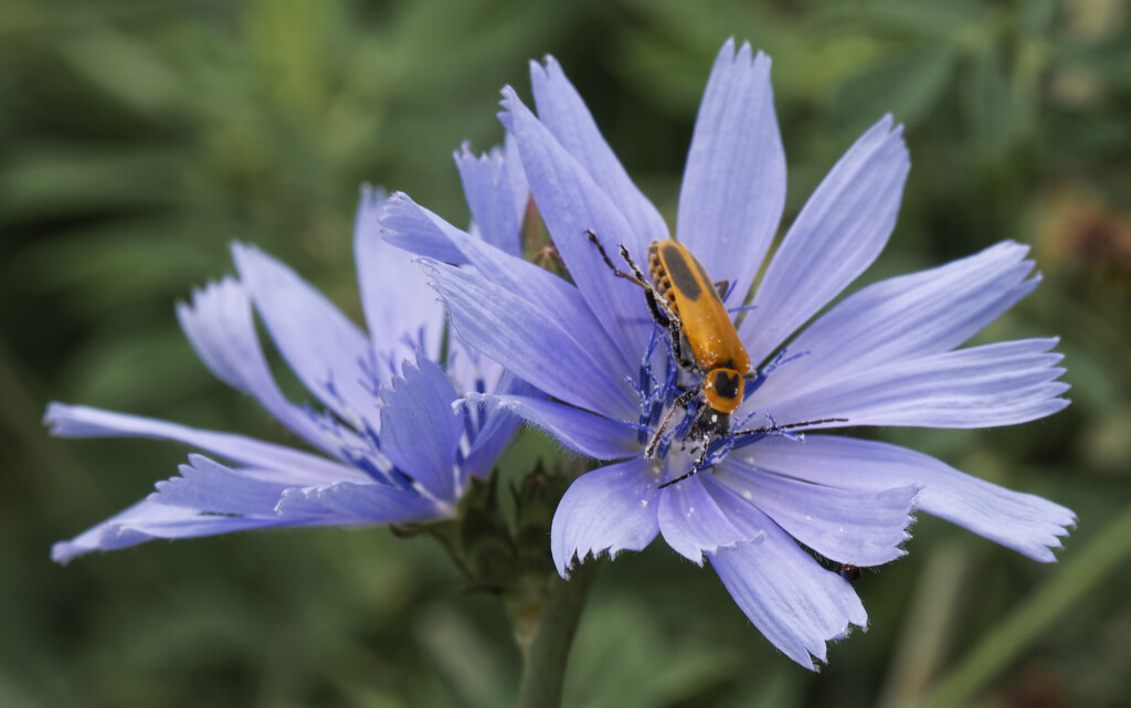 chicory and soldier beetle by rminer