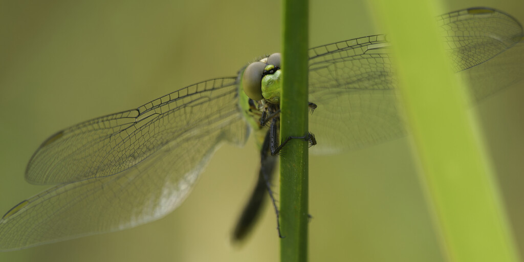 Eastern pondhawk dragonfly face by rminer