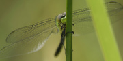 26th Aug 2023 - Eastern pondhawk dragonfly face