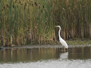 26th Aug 2023 - great egret