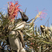 2 noisy birds by koalagardens
