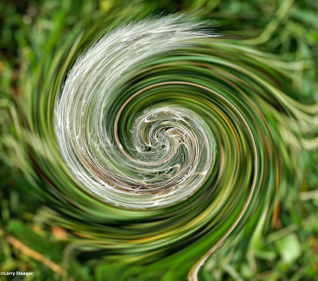 Dandelion swirl by larrysphotos