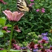 Butterfly in the Garden  by julie