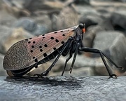 26th Aug 2023 - Spotted Lantern Fly