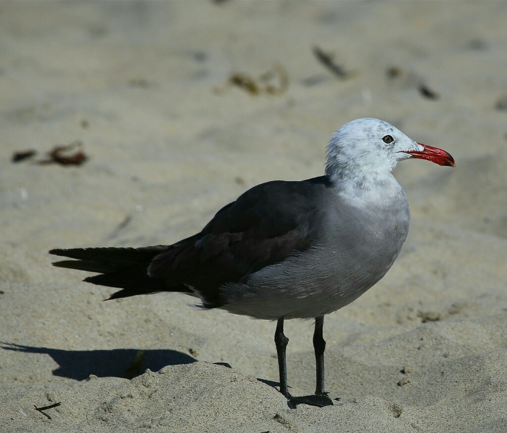 Heerman's gull? by ellene