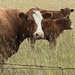 A Couple of Cows by radiogirl