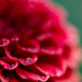 Water drops on dahlia petals.  by theredcamera