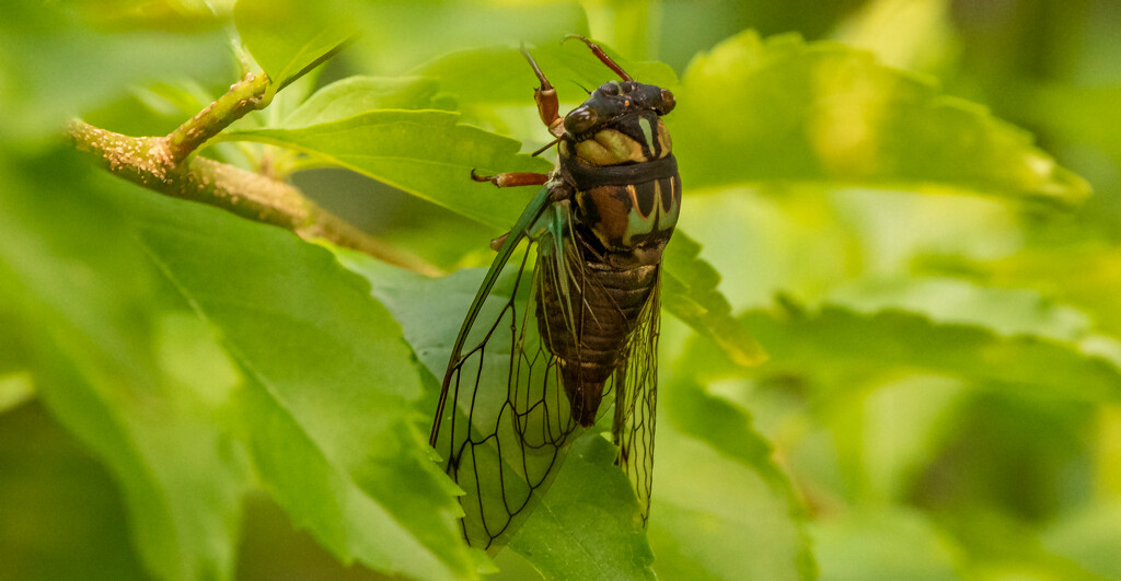 A Live Cicada! by rickster549