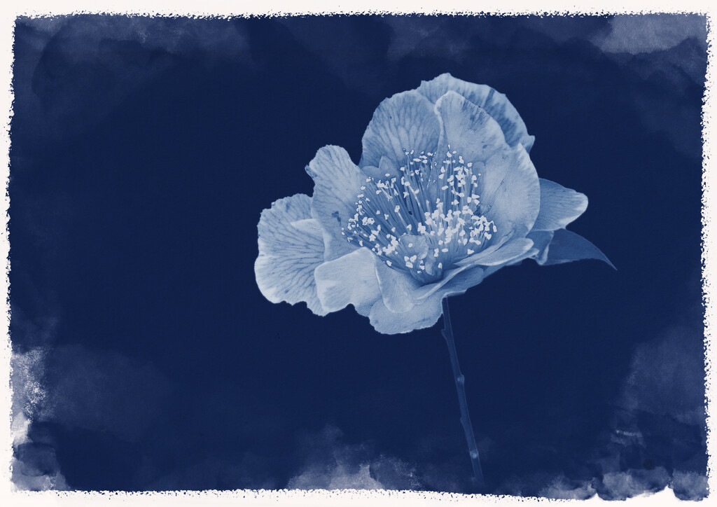 Cyanotype - Turnbull Blue by nickspicsnz