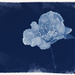 Cyanotype - Turnbull Blue