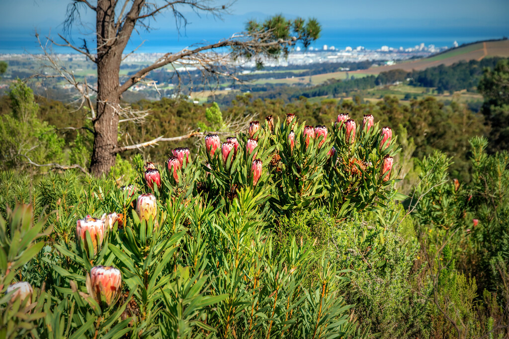 Proteas by ludwigsdiana