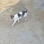 26th Aug 2023 - Tailfree stray cat