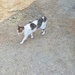 Tailfree stray cat by monikozi