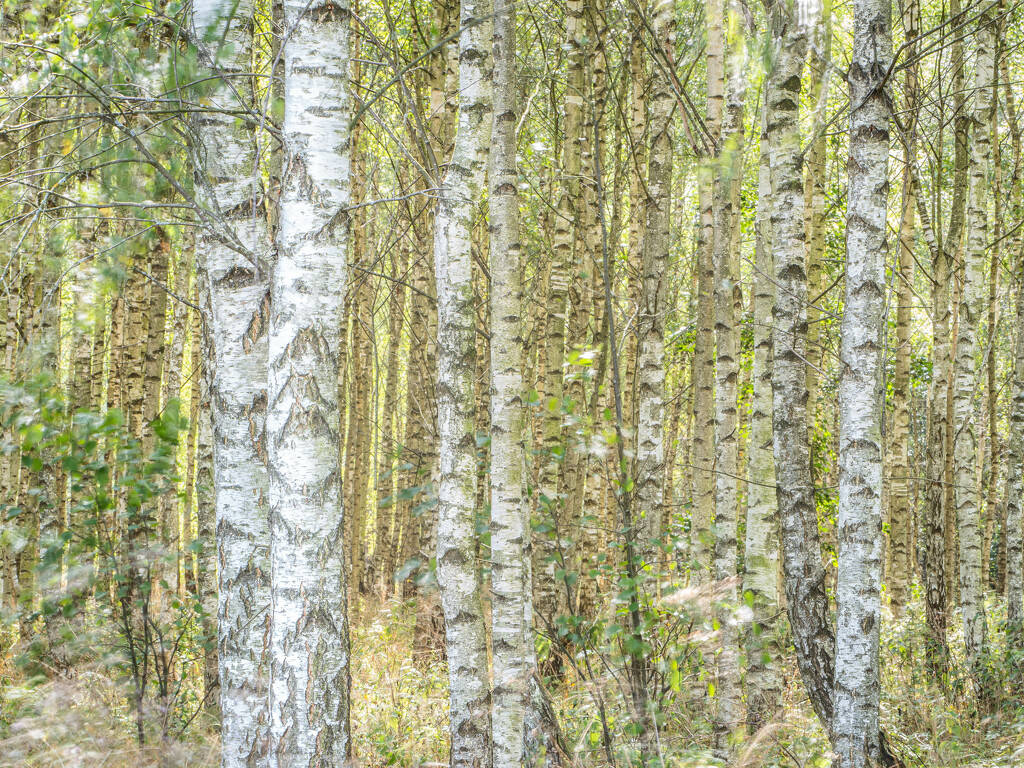 The birch grove by haskar