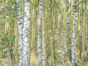 26th Aug 2023 - The birch grove