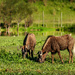 Lush grazing by ludwigsdiana