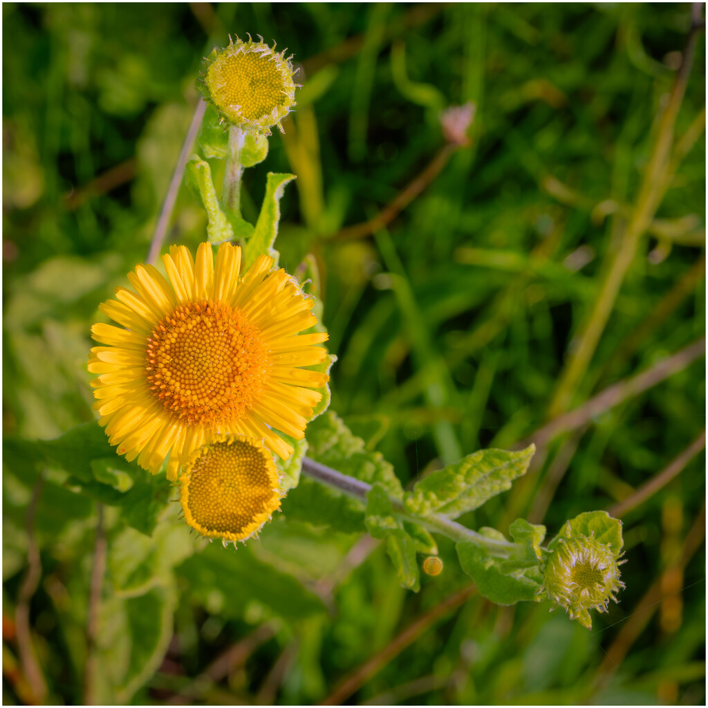 Common Fleabane by clifford