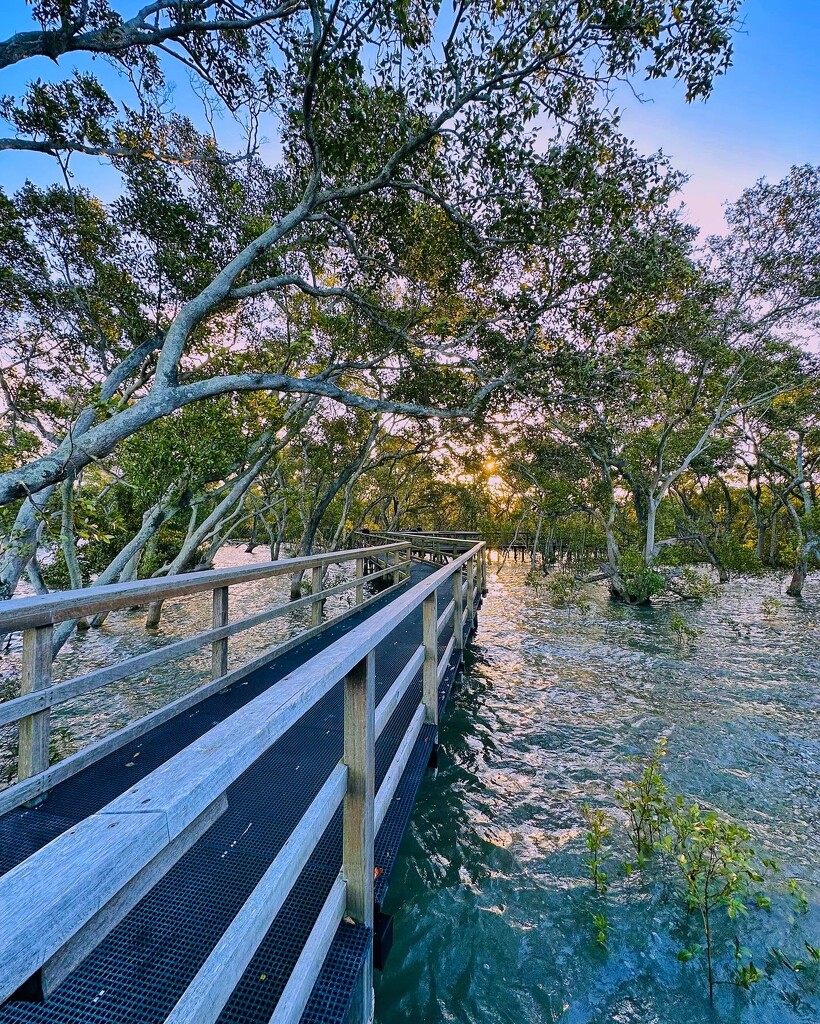 Mangrove Boardwalk  by corymbia
