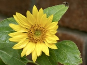 27th Aug 2023 - Sunflower