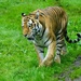 AMUR  TIGER by markp
