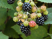 27th Aug 2023 - Blackberries