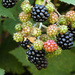 Blackberries by seattlite