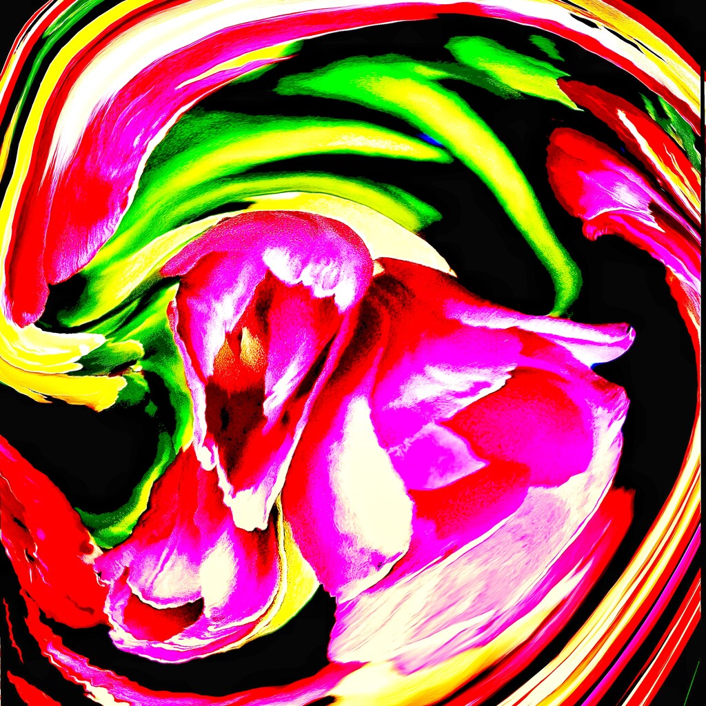 A Swirl of Tulips  by rensala