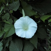 15th Aug 2023 - Large Bindweed