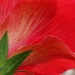 Hibiscus by matsaleh