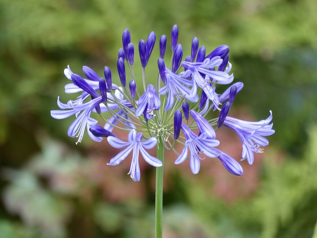 A Late Agapanthus by susiemc