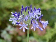 27th Aug 2023 - A Late Agapanthus