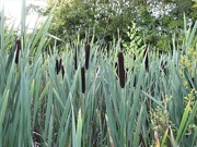 15th Aug 2023 - Reed Mace