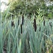 Reed Mace