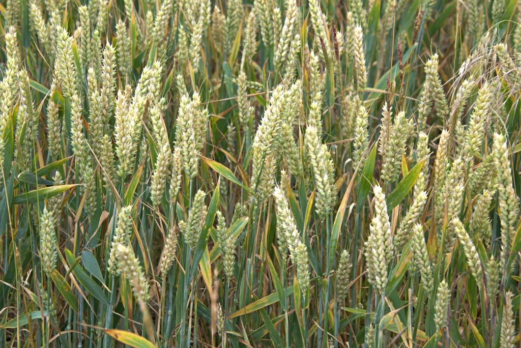 field of wheat by ollyfran