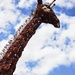 Giraffe by serendypyty