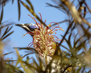 26th Aug 2023 - Blue Faced honeyeater