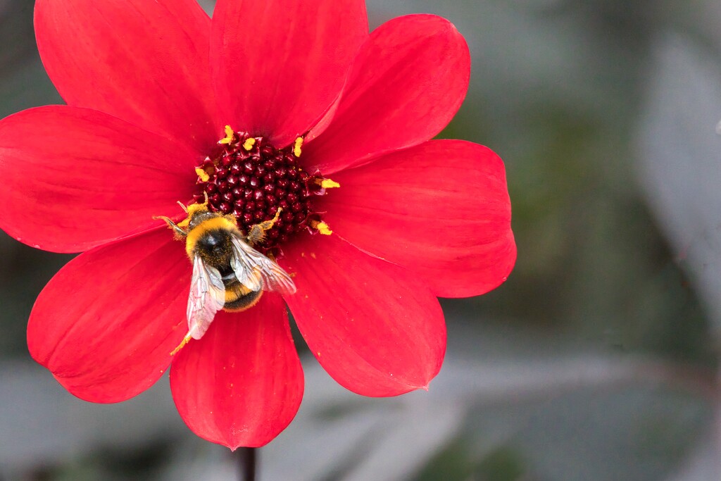 Dahlia and bumble bee by okvalle