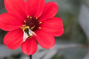 27th Aug 2023 - Dahlia and bumble bee