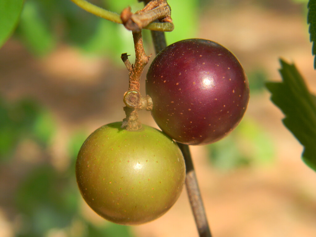 Ripe and Unripe Grapes in Backyard  by sfeldphotos