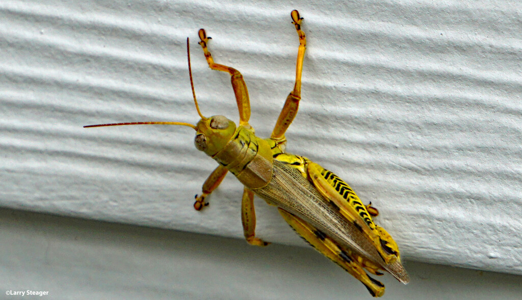 Grasshopper by larrysphotos