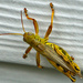 Grasshopper by larrysphotos