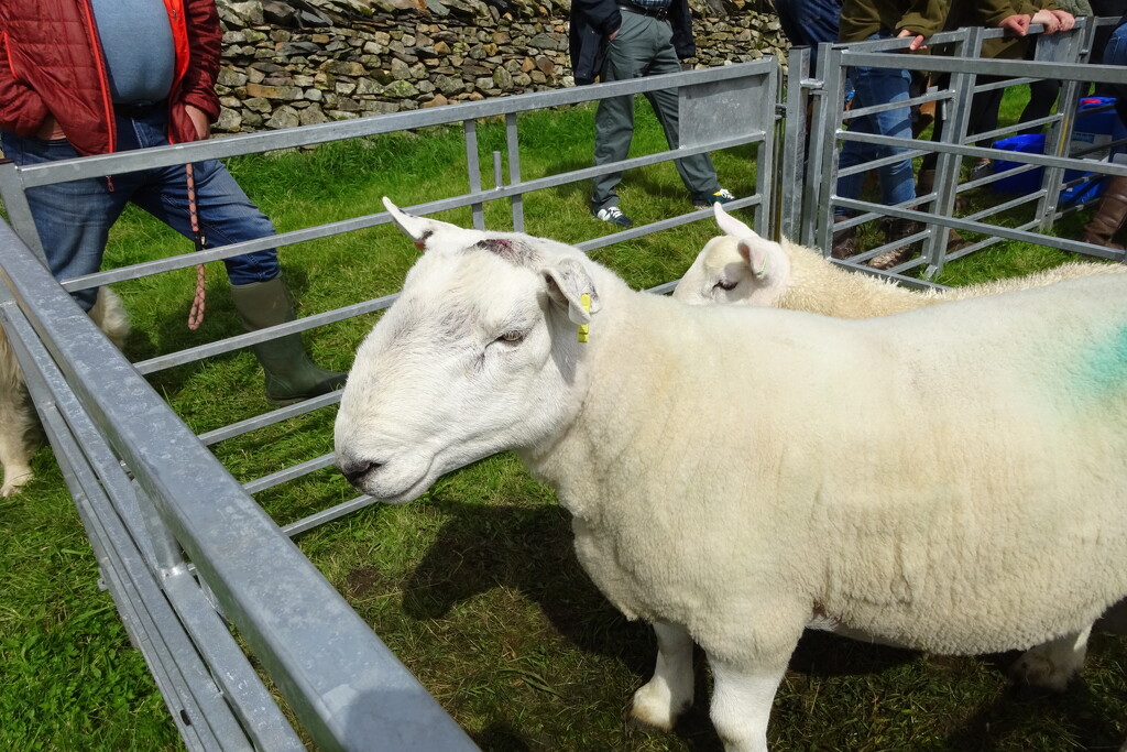 Kentmere Sheep Show by anniesue