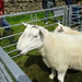 Kentmere Sheep Show