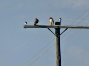 27th Aug 2023 - Red Tail Hawks