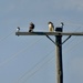 Red Tail Hawks by illinilass