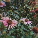 Day 185: More Echinacea 