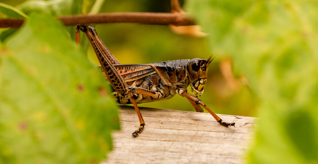 Part of the Eastern Lubber Grasshopper! by rickster549